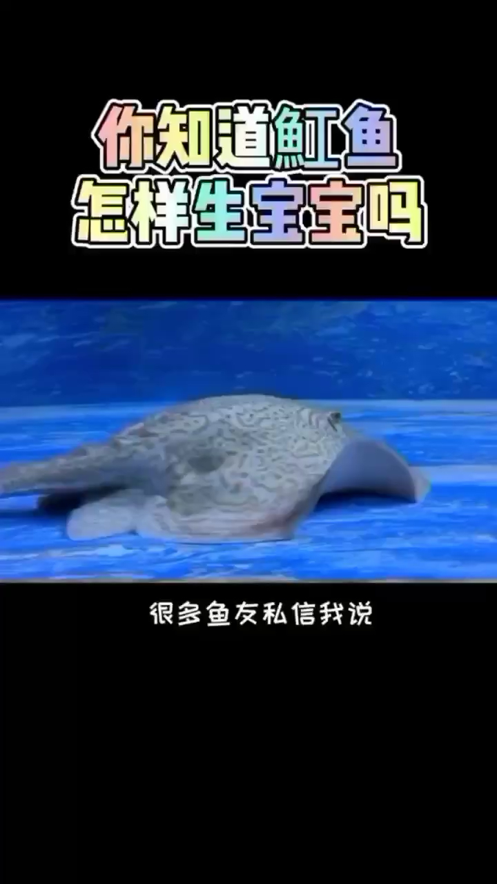 張家口觀賞魚市場(chǎng)魟魚生寶寶