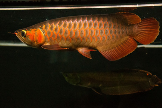 長春水族館加了滴流了哈哈 申古銀版魚 第1張