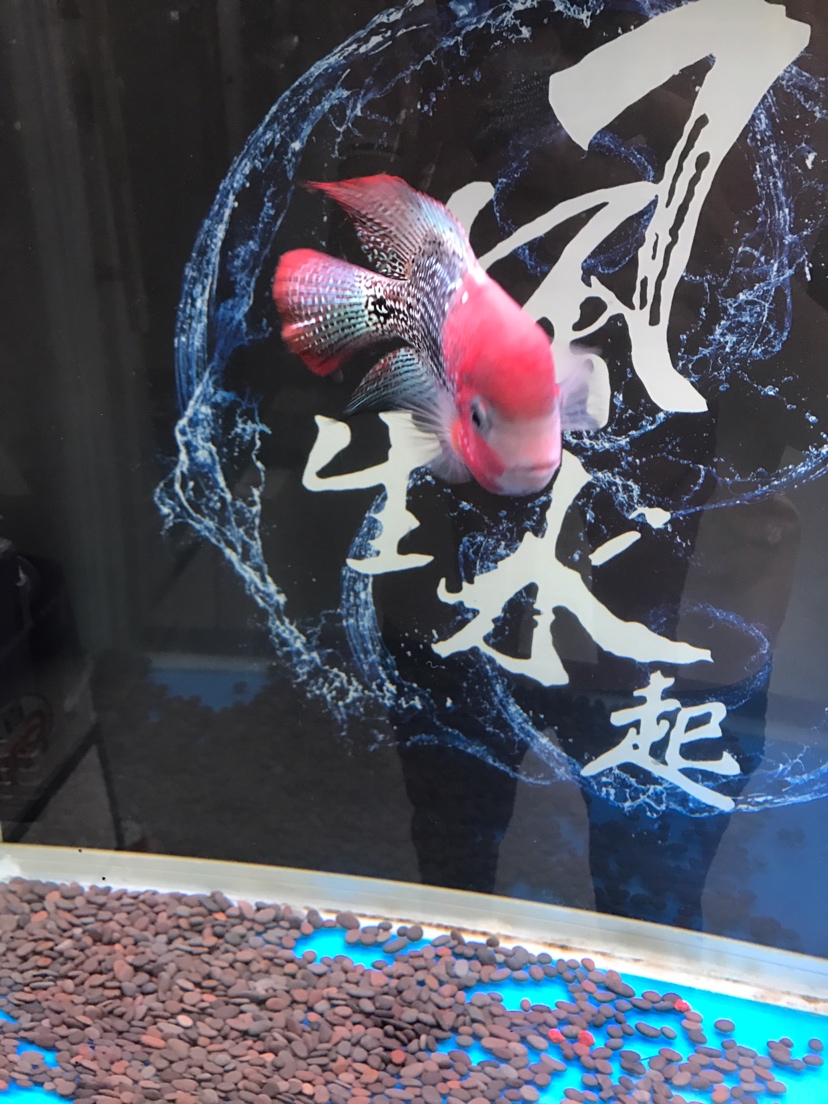 麗水觀賞魚市場請教一下 觀賞魚市場（混養(yǎng)魚） 第2張