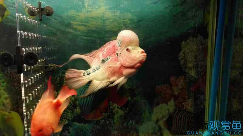 酒泉水族館家有鴻運 名貴錦鯉魚 第4張