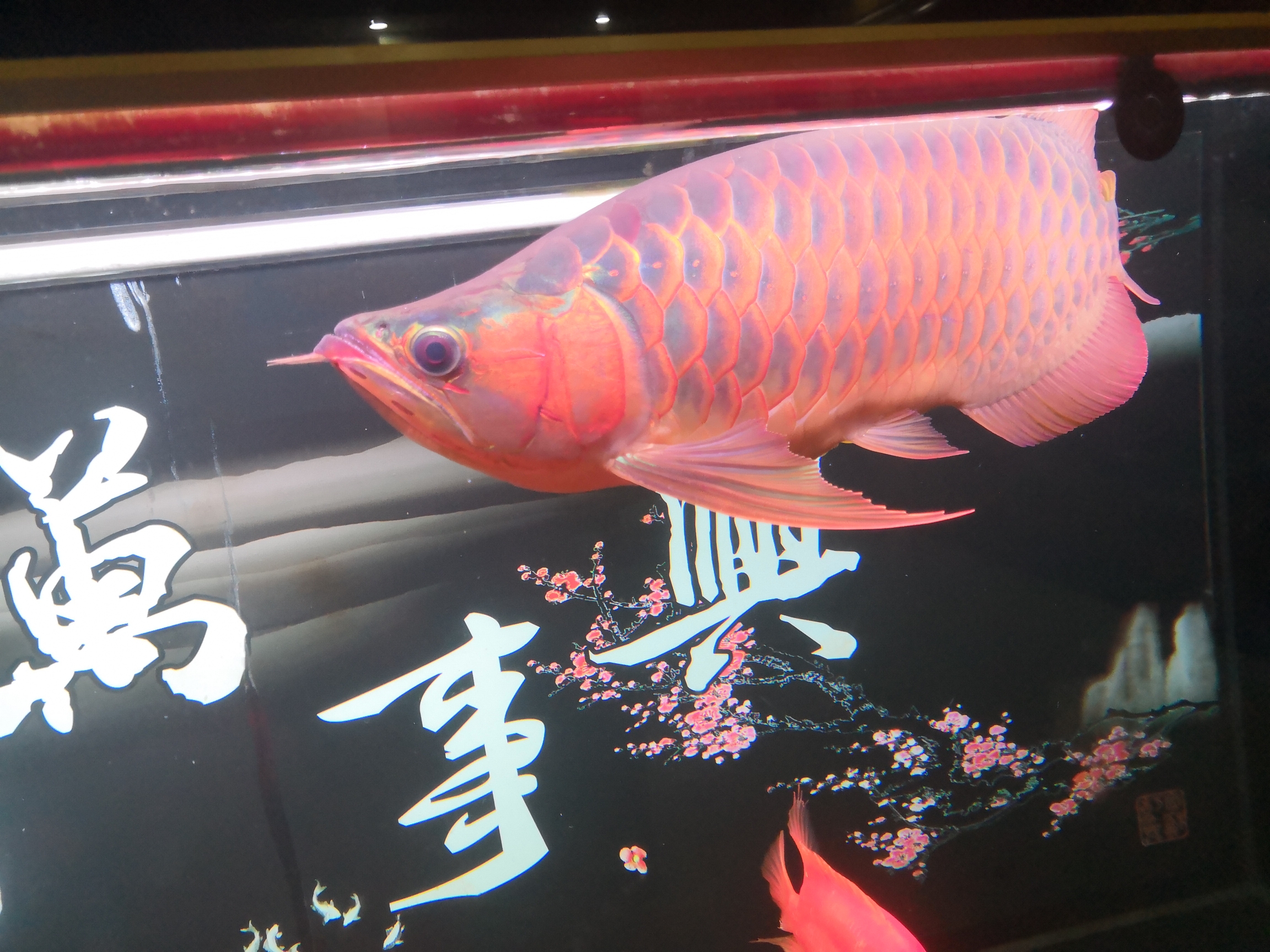 2020 帝王血鉆魚 第6張