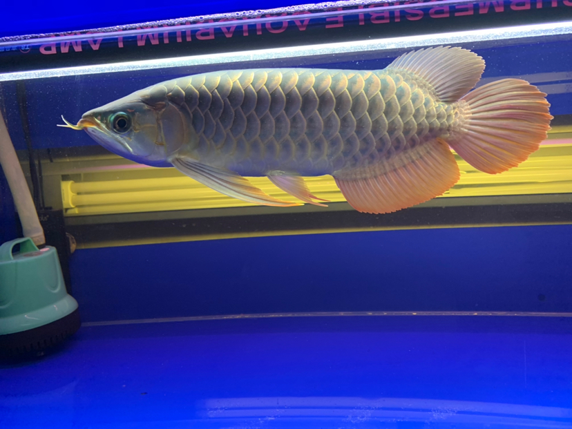 汕尾水族館2020重點培養(yǎng)對象