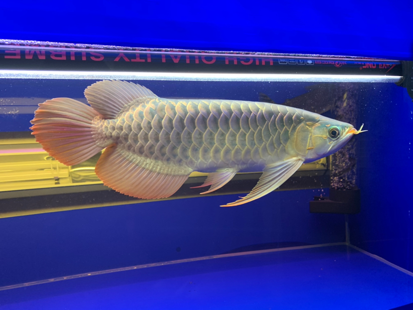 汕尾水族館2020重點培養(yǎng)對象