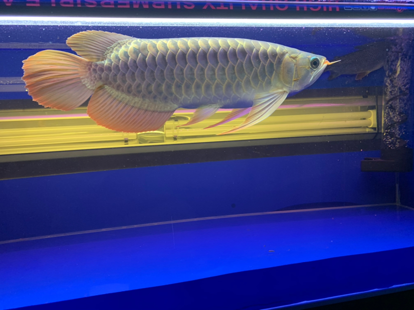 汕尾水族館2020重點(diǎn)培養(yǎng)對象 黃金貓魚百科 第4張