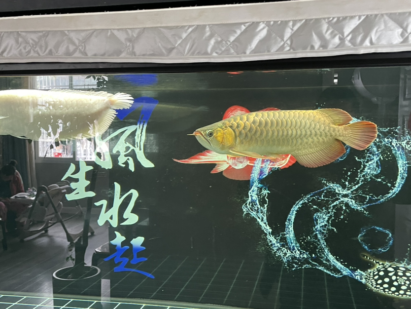 40多了還沒發(fā)色需要上側(cè)燈嗎 短身紅龍魚 第3張