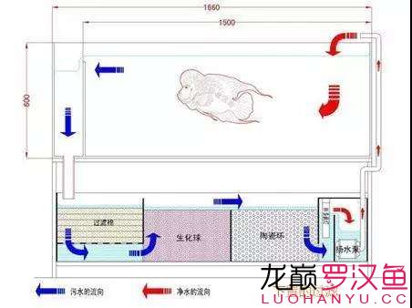 養(yǎng)好魚怎么可以少了過(guò)濾 黑水素 第4張