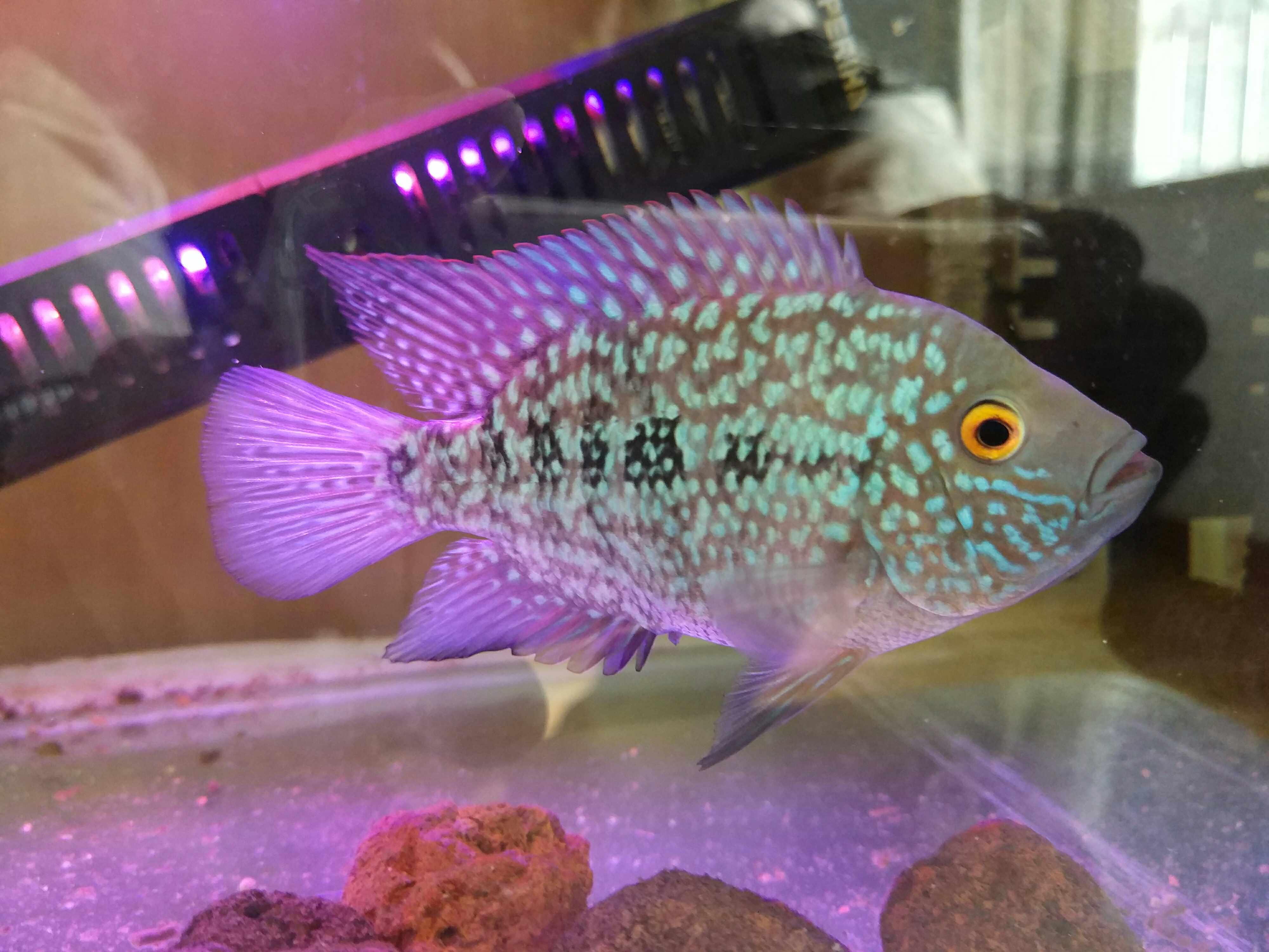 臨潼水族館德薩更新 三間鼠魚 第5張