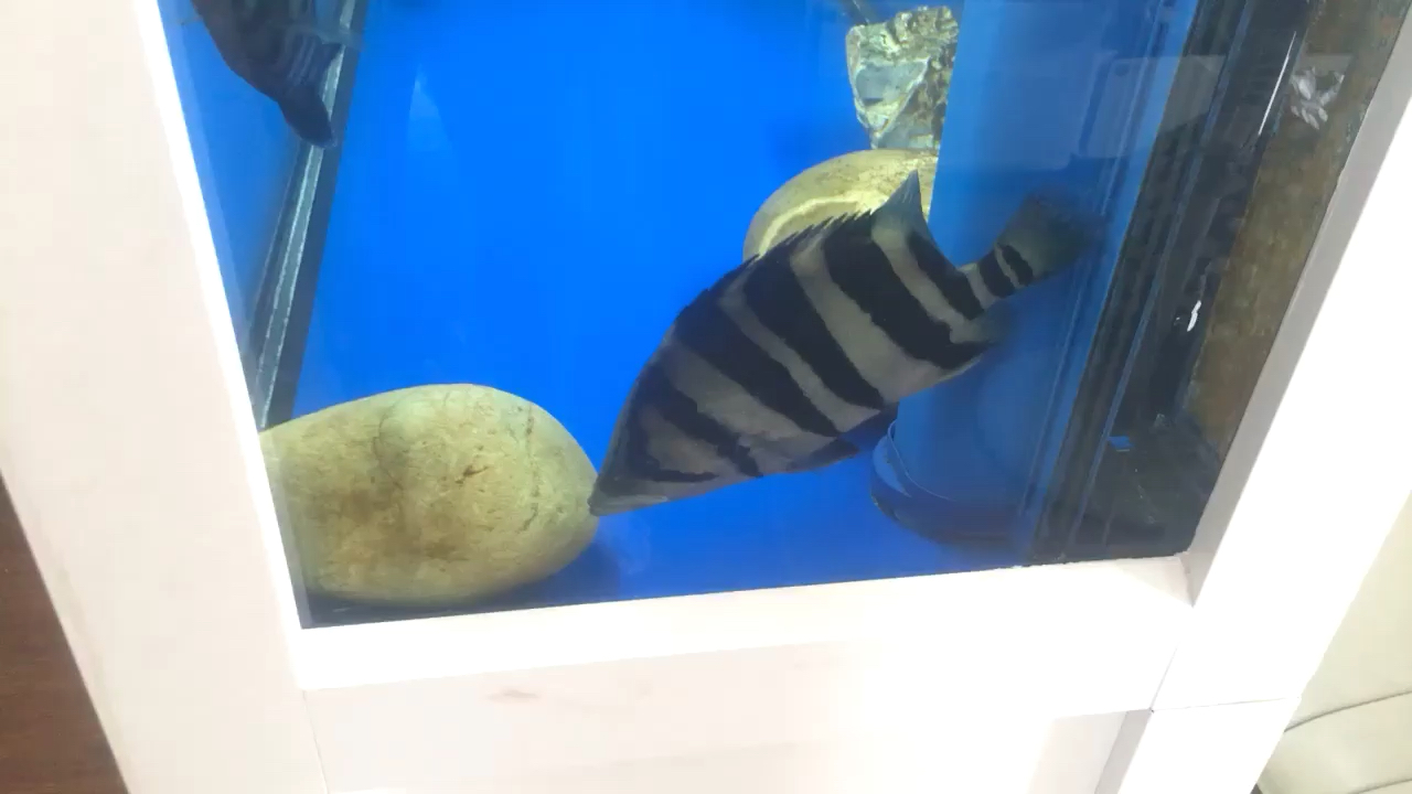 泰安水族館難得明一天