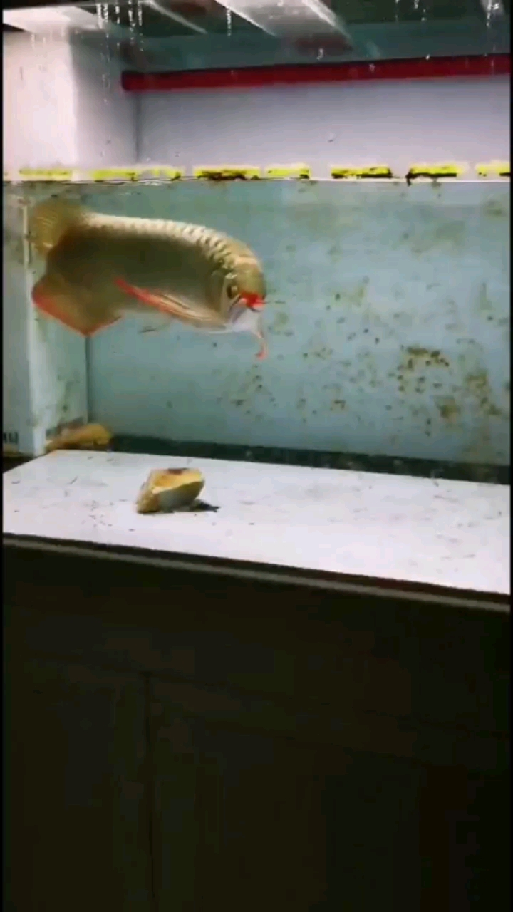 北京水族館猛禽