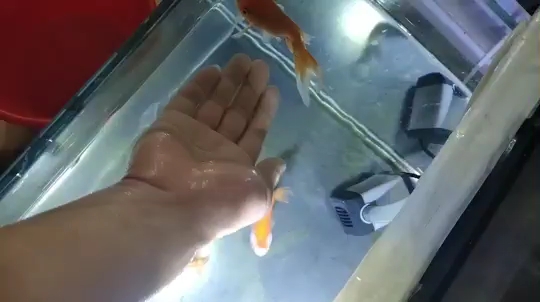 棗莊水族批發(fā)市場(chǎng)善待它它會(huì)感恩你 觀賞魚水族批發(fā)市場(chǎng) 第2張