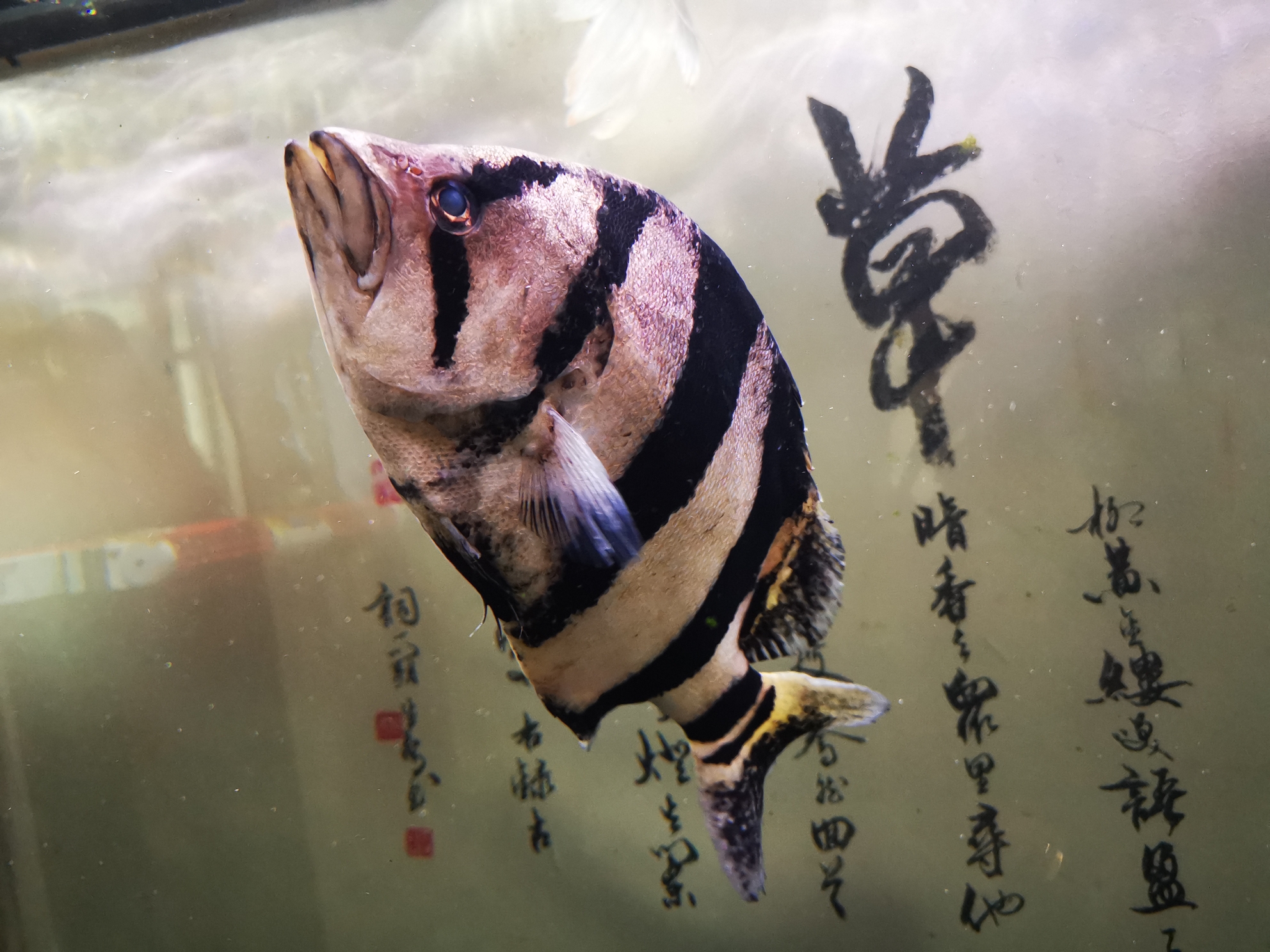 四只虎魚(yú)的幸福生活