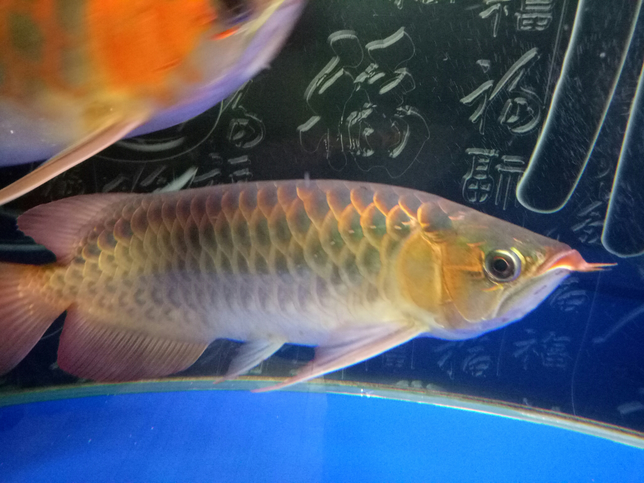 兩年9個月了 財神鸚鵡魚 第4張