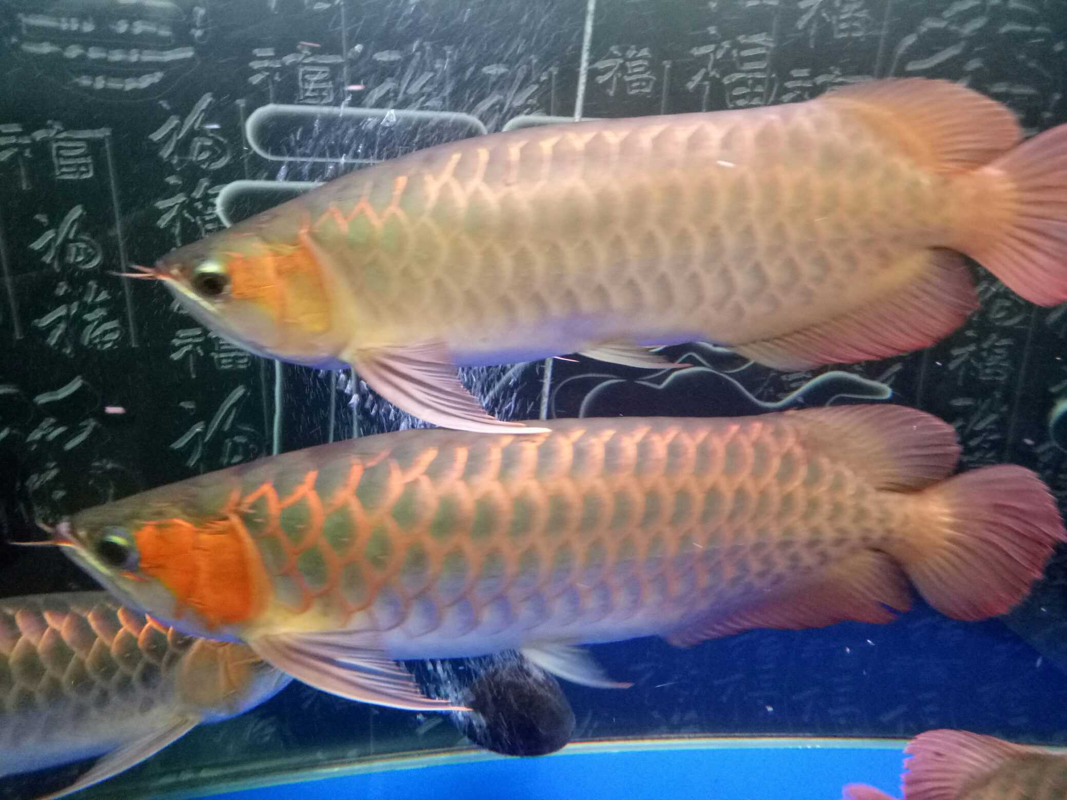 兩年9個月了 財神鸚鵡魚 第6張