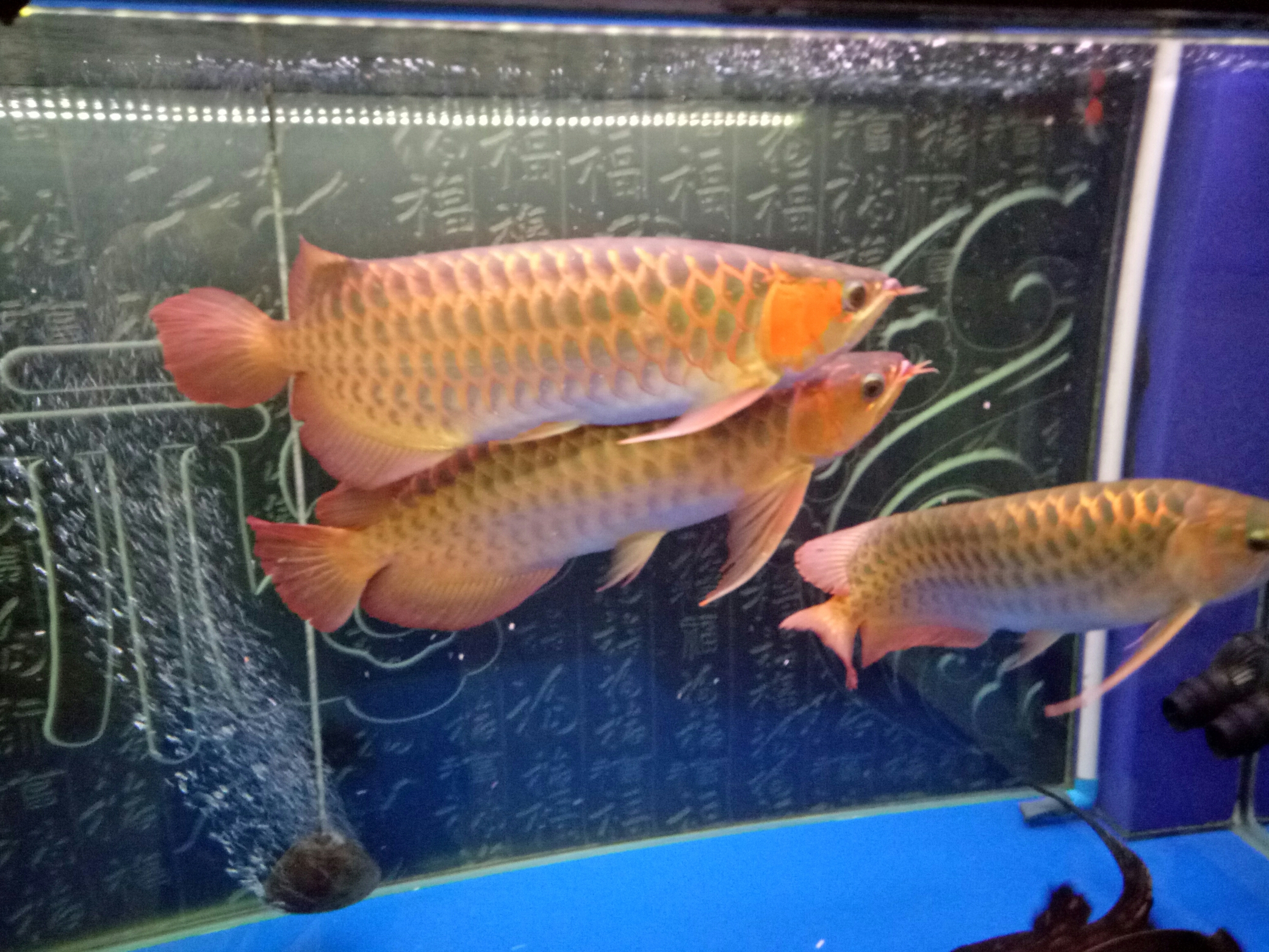 兩年9個月了 財神鸚鵡魚 第8張