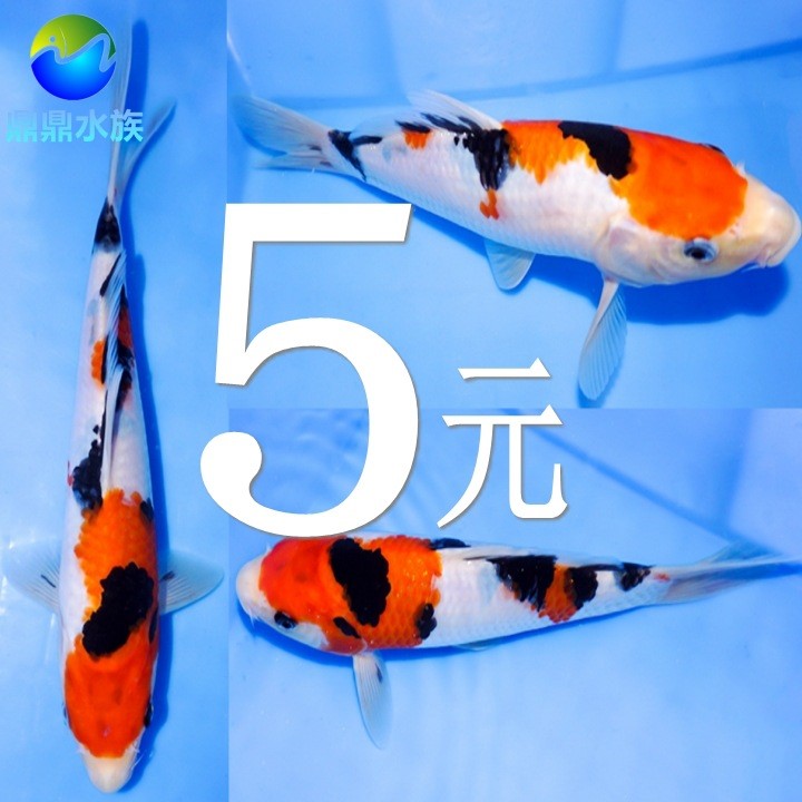 紅河哈尼族彝族自治州水族館尺寸:685845底濾