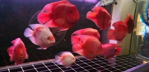 讓我們一起熟悉一下鸚鵡魚二 鸚鵡魚 第2張