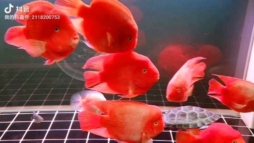 讓我們一起熟悉一下鸚鵡魚二 鸚鵡魚 第5張