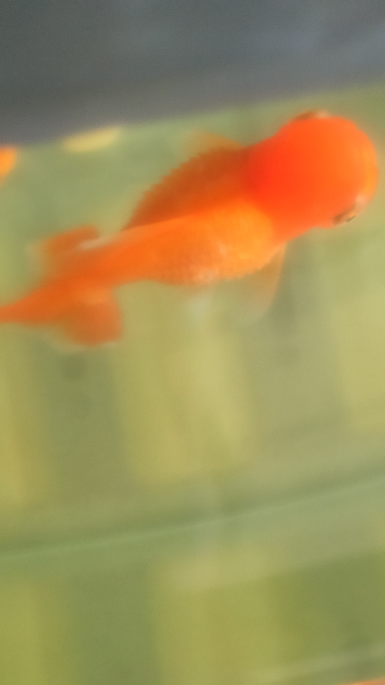 養(yǎng)魚新手 BD魟魚 第4張