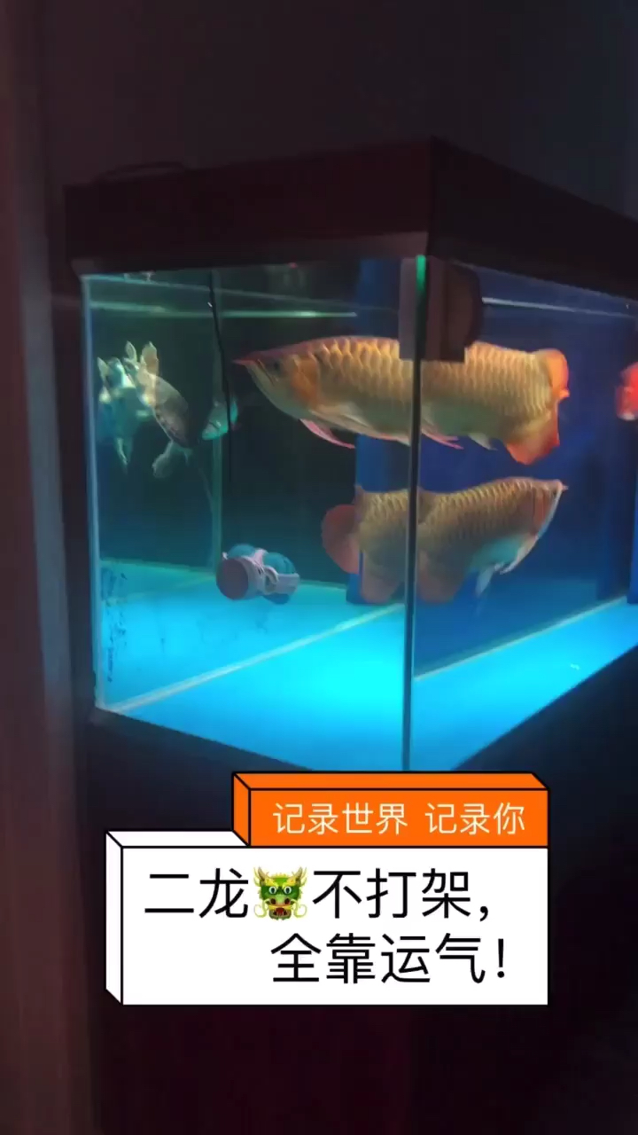 好久沒發(fā)也來發(fā)下我家兩寶貝 麥肯斯銀版魚 第2張