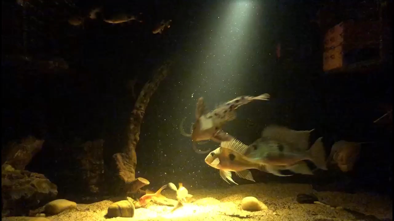 阿里水族館讓我們在小水箱里養(yǎng)小魚 BD魟魚 第2張