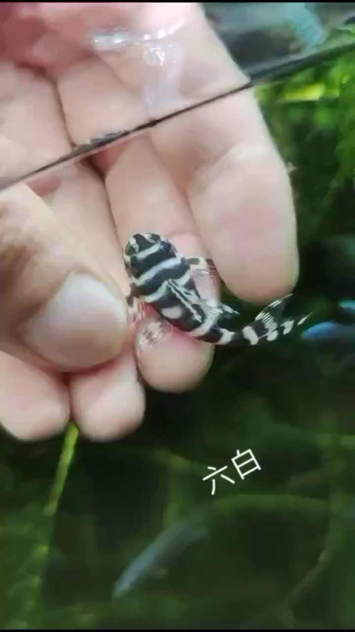 這魚(yú)咋樣？