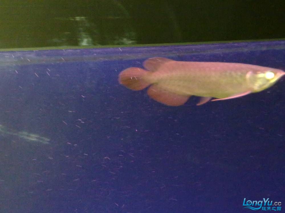 渭南水族館南京2011年2月22日新請(qǐng)到家的山塔爾綠皮辣椒感謝貼