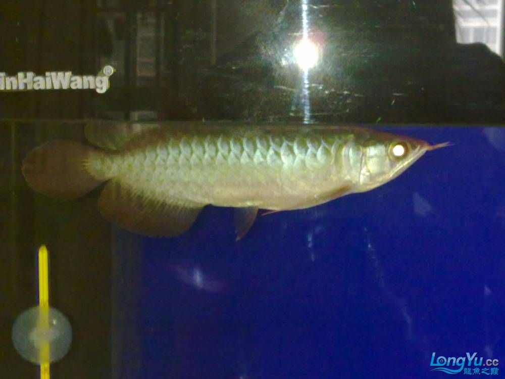 渭南水族館南京2011年2月22日新請(qǐng)到家的山塔爾綠皮辣椒感謝貼