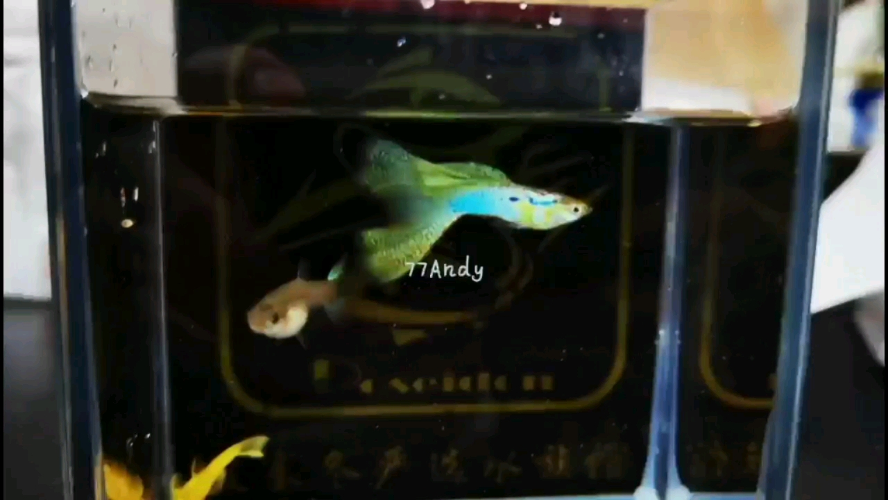 晉中觀賞魚市場好久沒更新了秀秀最近玩的魚??(ˊ