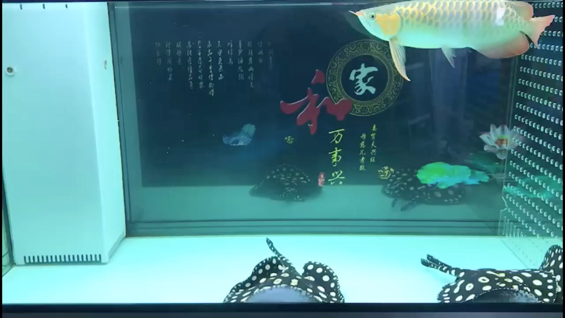 為了養(yǎng)好魚(yú)換了好幾波了 藍(lán)底過(guò)背金龍魚(yú) 第1張