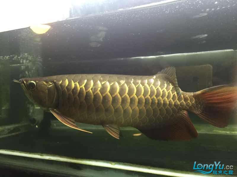 高背半個月不吃 黃吉金龍（白子金龍魚） 第3張