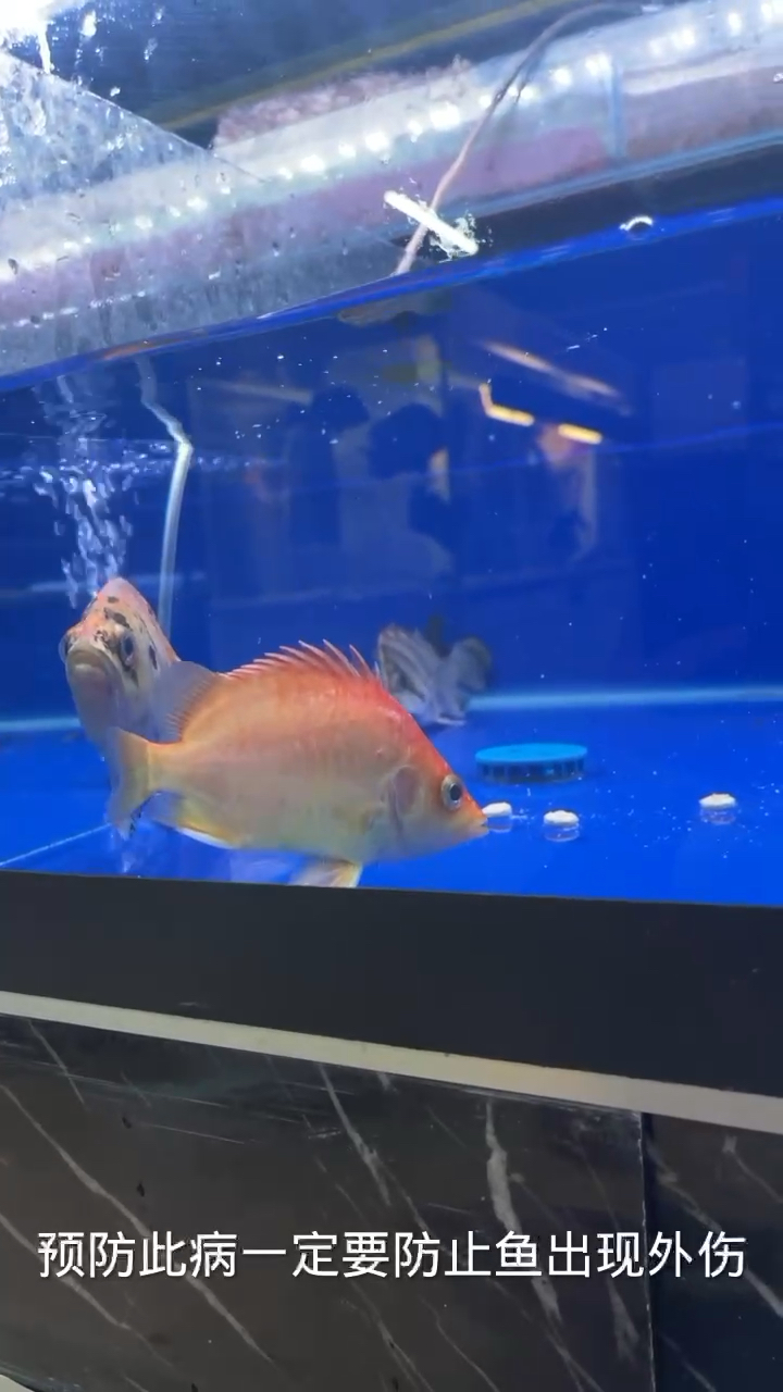 哈密水族館虎魚膿包 虎魚百科 第2張