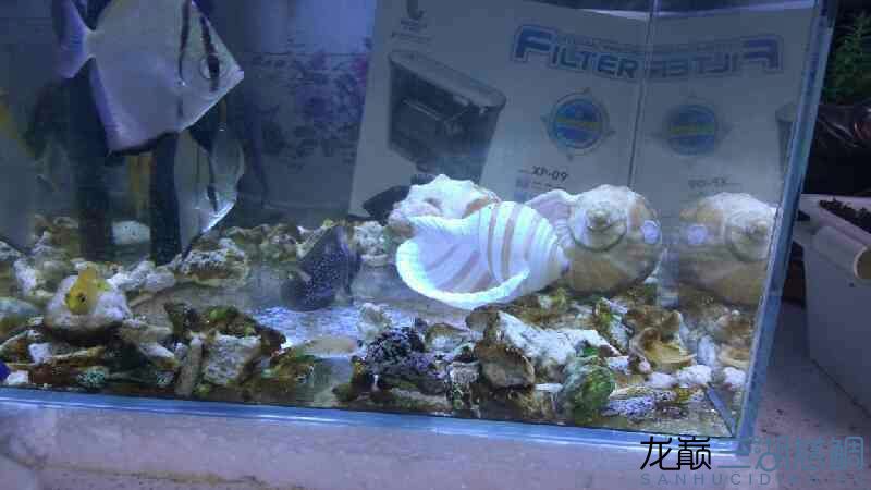 麗江水族館請教一下大家草缸能用同城底濾嗎？