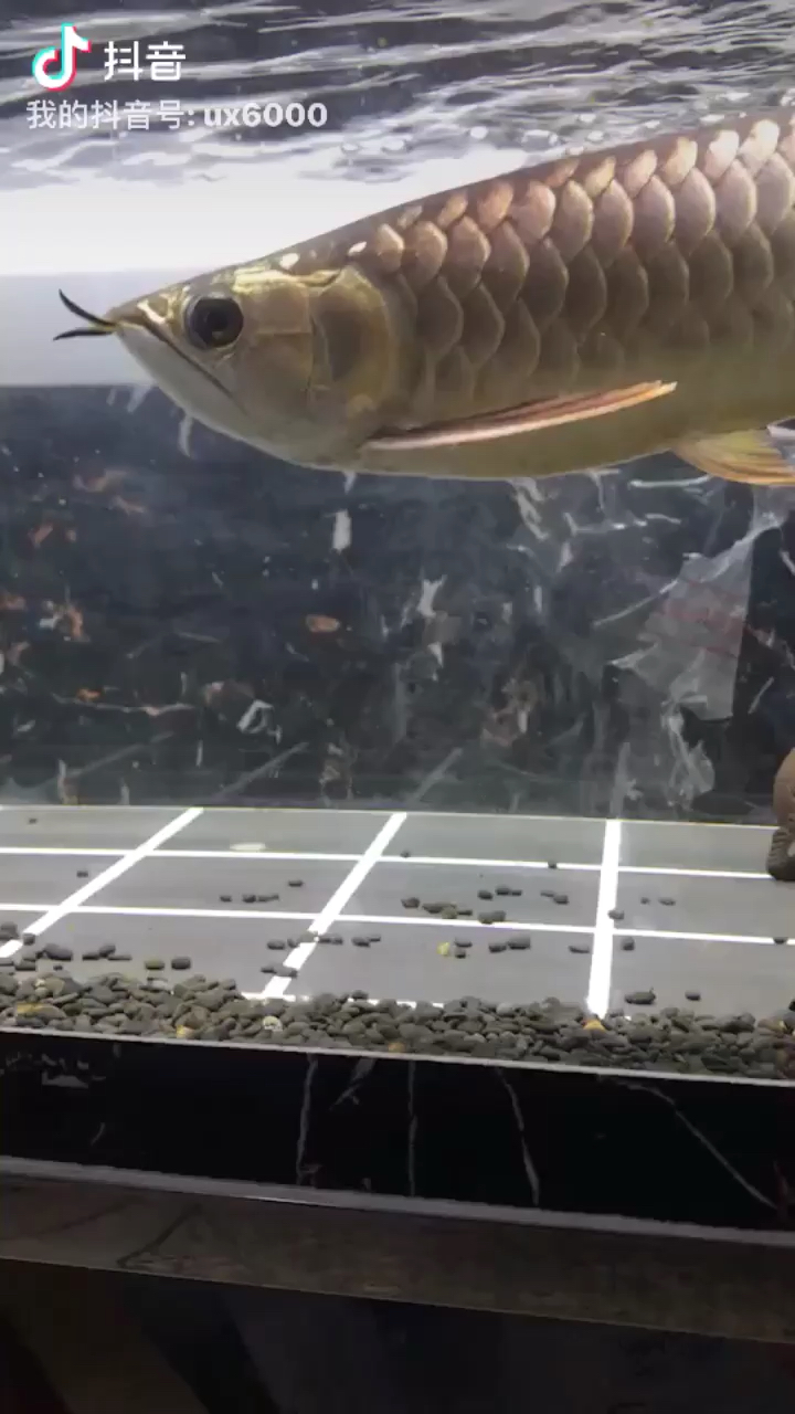 無錫水族館看看品質(zhì) 大正錦鯉魚 第2張