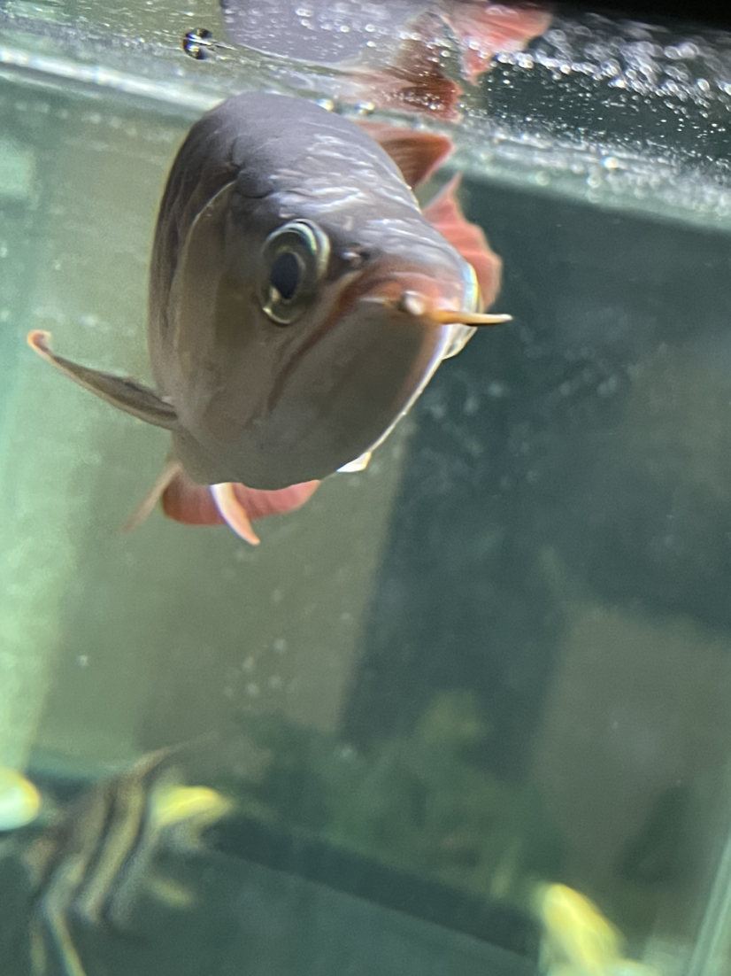 隨州水族館我覺得我的龍魚快不行了 雙線側(cè)魚 第3張