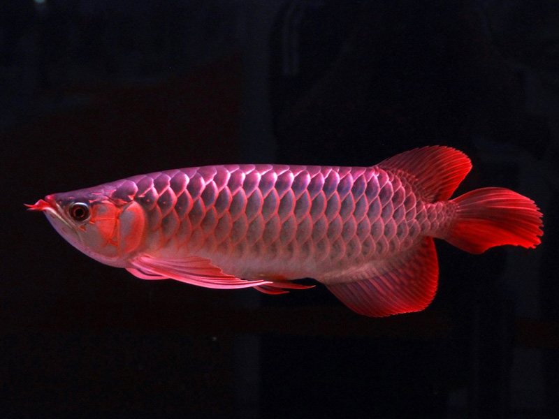 滄州水族館悠然居+瘋狂的馬雕