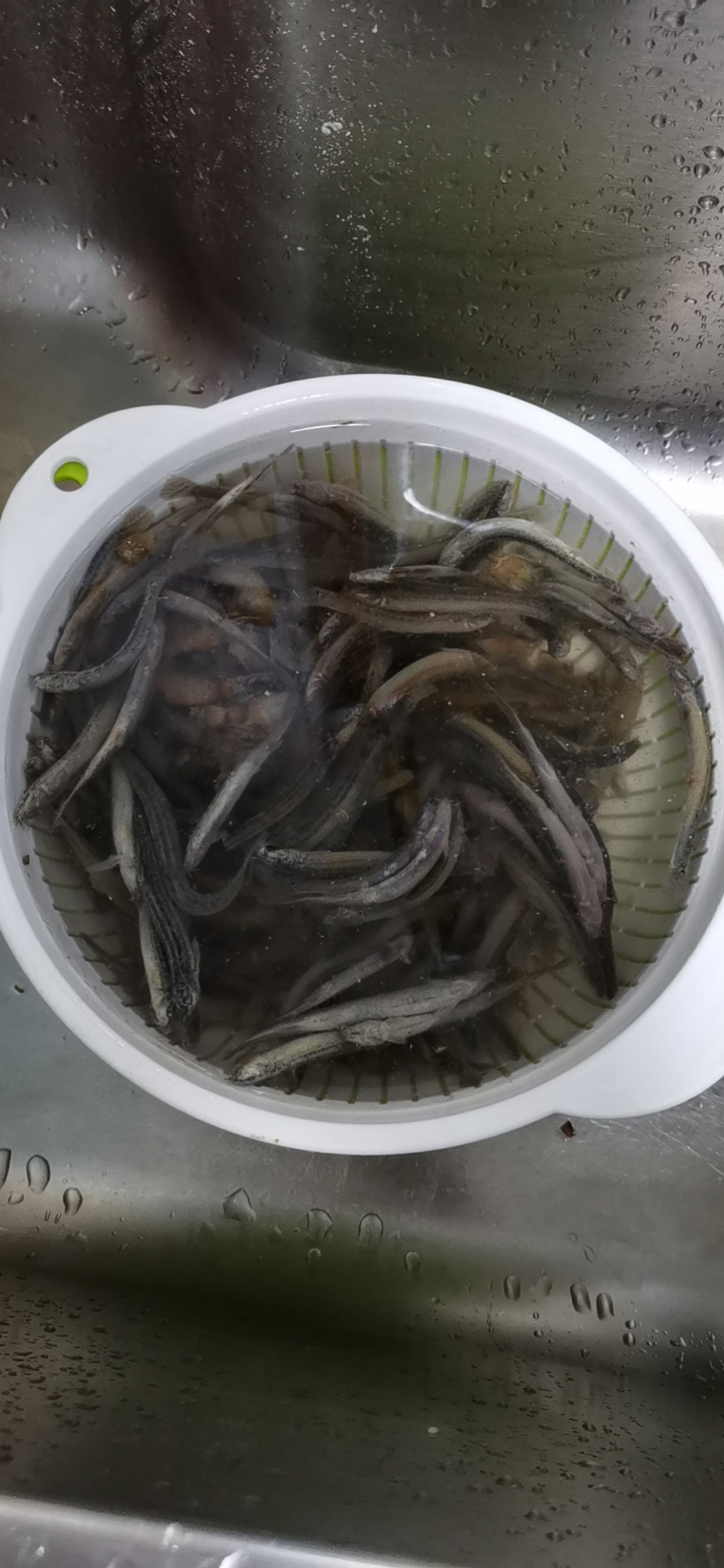 菏澤觀賞魚市場愛魚健康成長從處理魚食開始