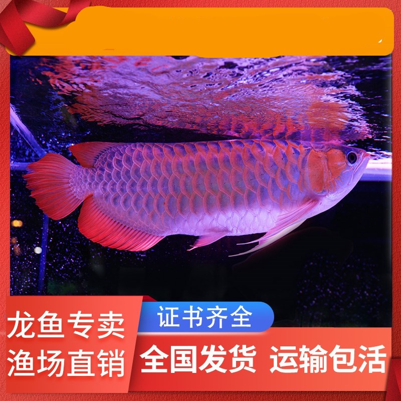 九龍賀歲 B級過背金龍魚 第1張