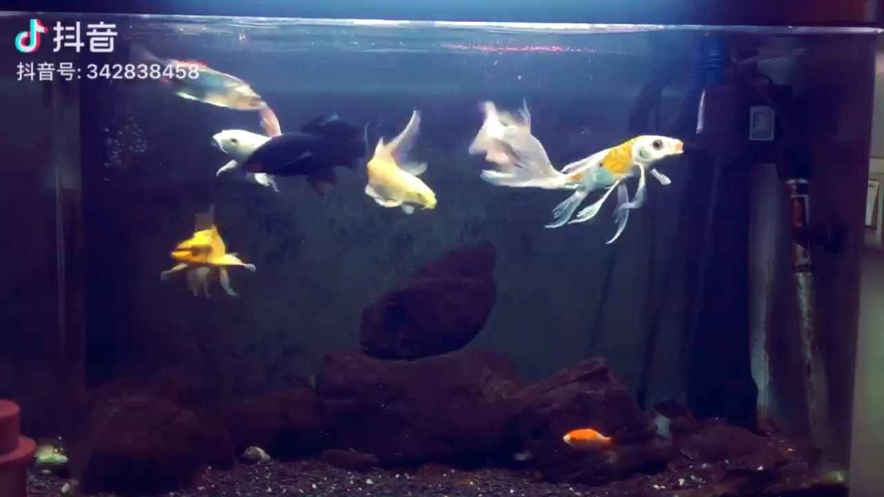 邯鄲水族館大尾巴魚廣西魚友圈