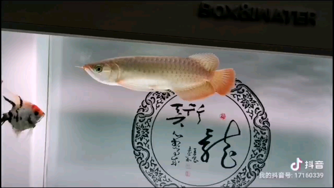 克拉瑪依觀賞魚市場龍魚真正的好狀態(tài)絕不是餓出來的 觀賞魚市場（混養(yǎng)魚） 第2張