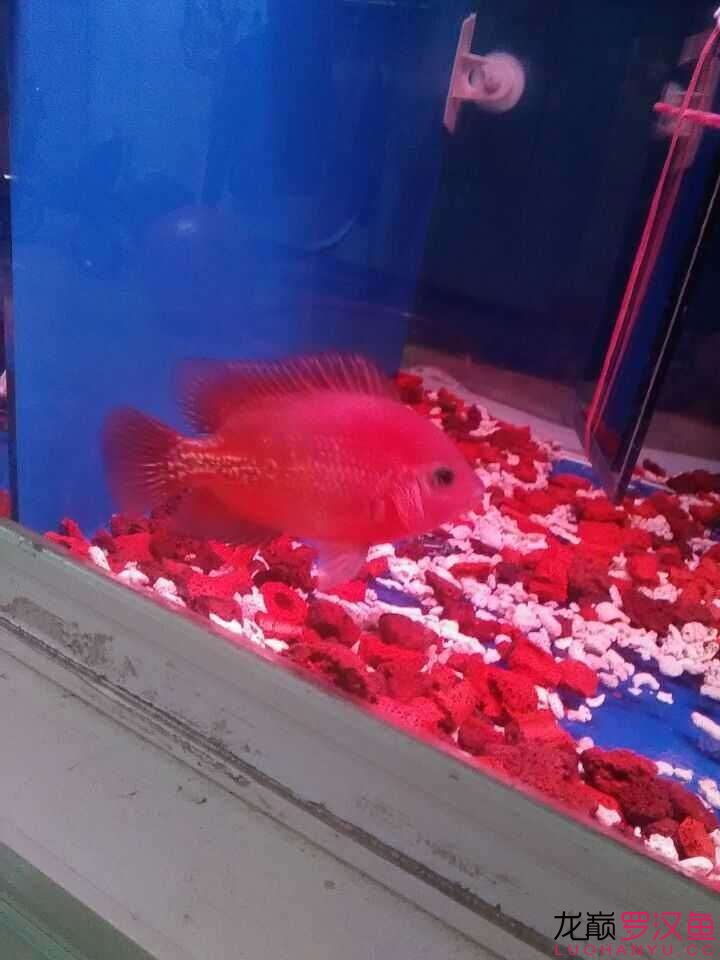 汕頭水族館啥魚 鸚鵡魚 第4張