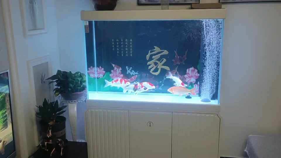 7條來了家里新缸3條還在店里老缸 紅眼黃化幽靈火箭魚|皇家火箭魚 第2張