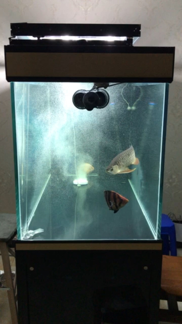 包頭水族館曬一曬龍魚 觀賞龜/鱉飼料