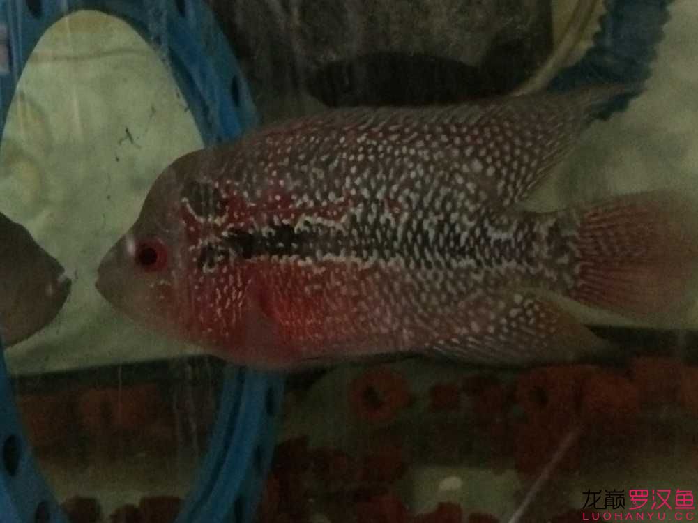 贏明峰水族菩提飼料美羅 白條過背金龍魚 第4張