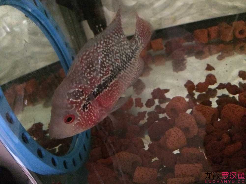 贏明峰水族菩提飼料美羅 白條過背金龍魚 第6張