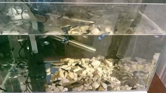 衡陽水族館我的孔雀魚 觀賞魚飼料 第2張