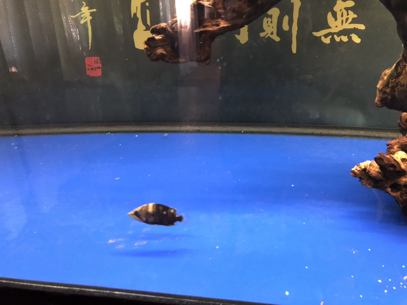 揭陽觀賞魚市場被JS坑到自閉了 觀賞魚市場（混養(yǎng)魚） 第2張