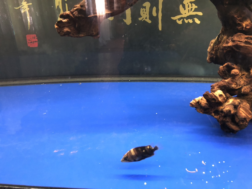 揭陽觀賞魚市場被JS坑到自閉了 觀賞魚市場（混養(yǎng)魚） 第3張