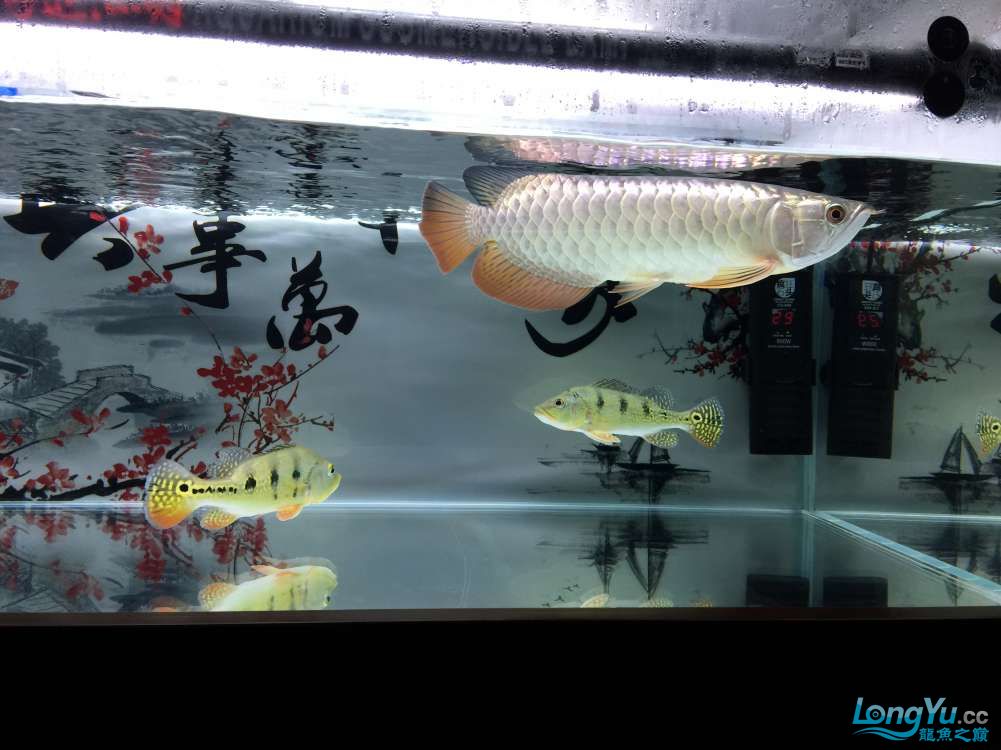 攀枝花水族館小龍三個(gè)月的轉(zhuǎn)變真的很大 女王大帆魚 第11張