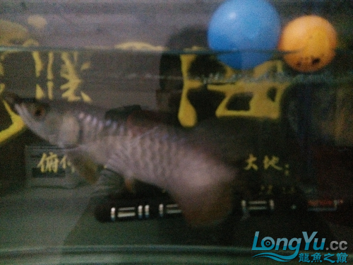 高背金龍魚(yú)多長(zhǎng)發(fā)色 高背金龍魚(yú) 第2張