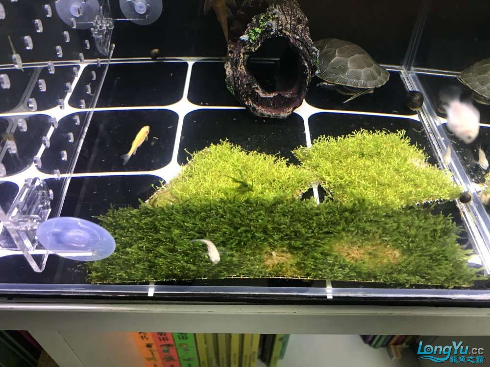 新入坑魚缸請老司機指點 黃鰭鯧魚 第4張